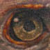 tattoo galleries/ - American Eagle Detail Shot